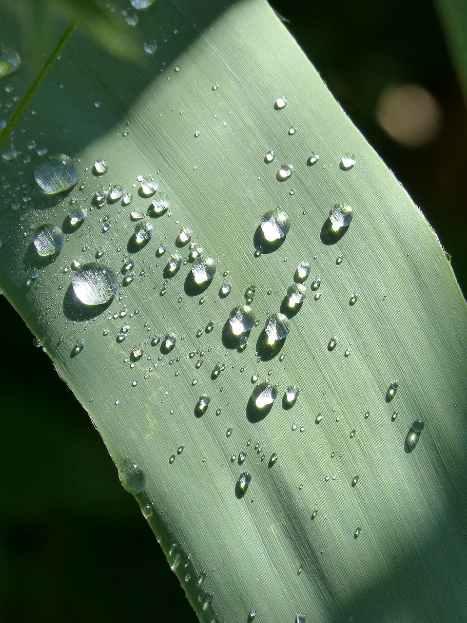 Leaf, Drops, Rocio, Light, Moisture, wet, water, green color HD wallpaper