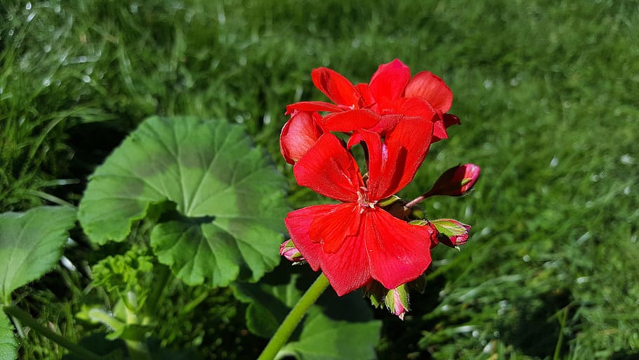 red geranium, geranium flower, pelargonium, geraniums, cranesbill HD wallpaper