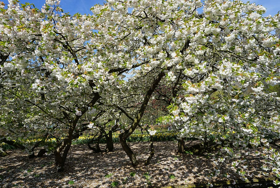 tree, flowers, spring, blossom, plant, nature, park, growth HD wallpaper
