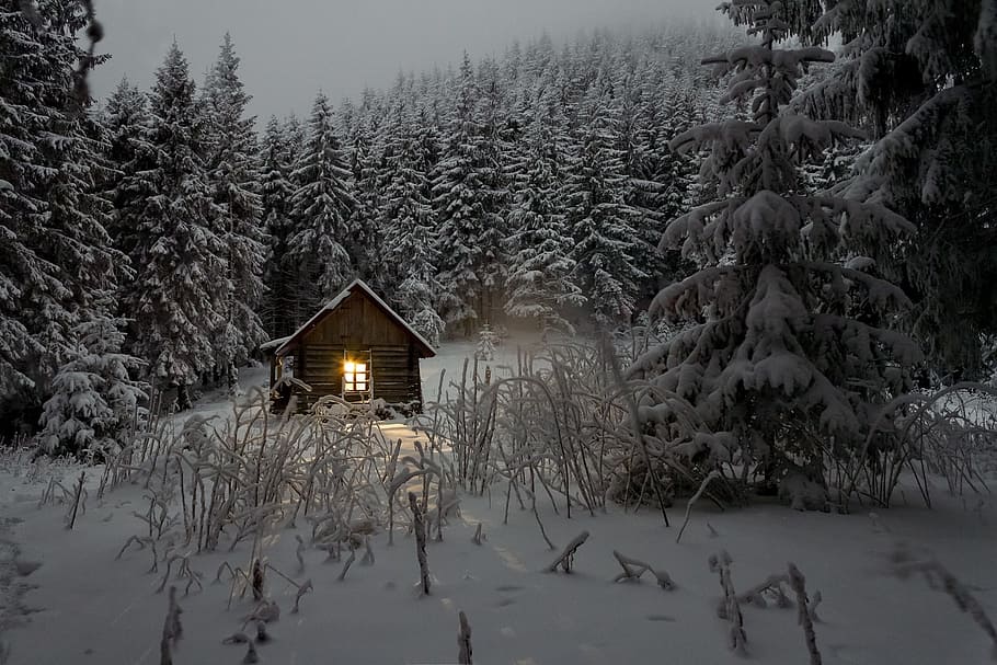 brown wooden house between pine trees under snow weather, cabin, HD wallpaper