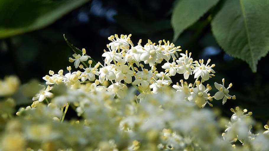 nature, flower, plant, outdoors, elderflower, macro, flowering plant, HD wallpaper