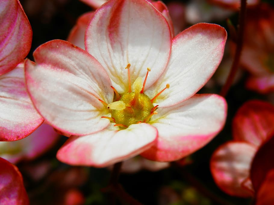 flower, red, petals, stem, yellow, plant, flowering plant, beauty in nature HD wallpaper