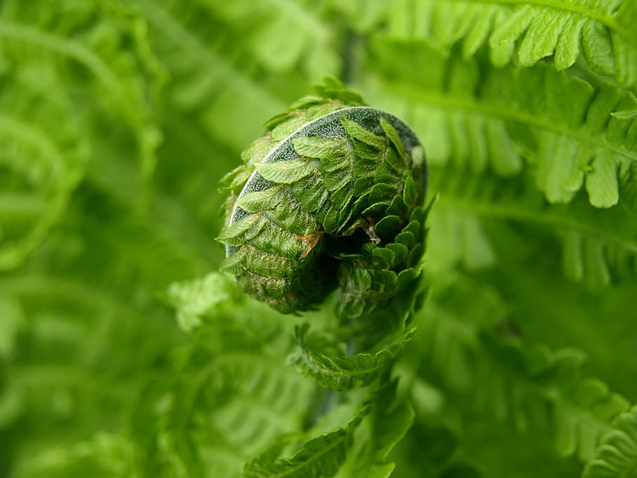 fern, green, plant, spring, green color, growth, close-up, leaf HD wallpaper