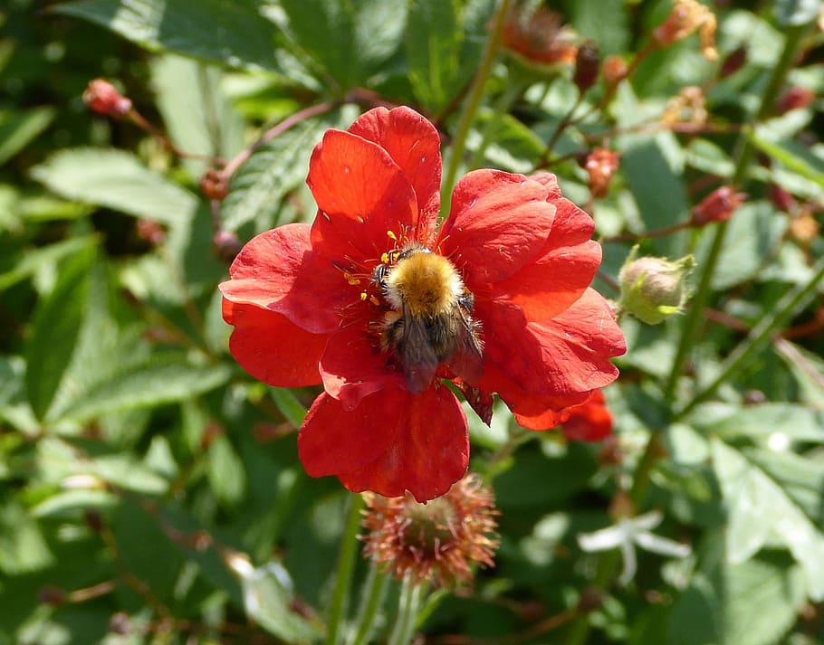 blossom, bloom, close, red, bee on flower, ornamental garden HD wallpaper