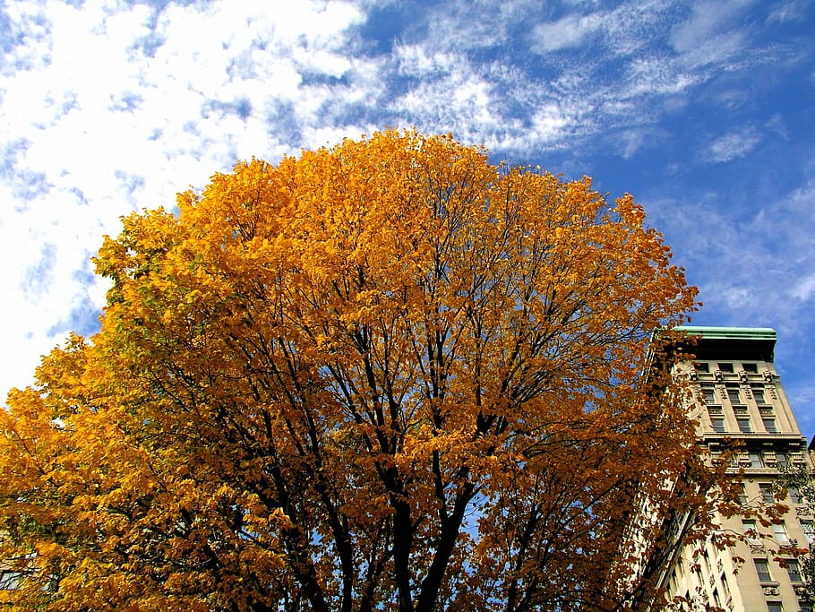 Skyline, Clouds, Blue, Sky, Autumn, environment, fall, seasonal HD wallpaper