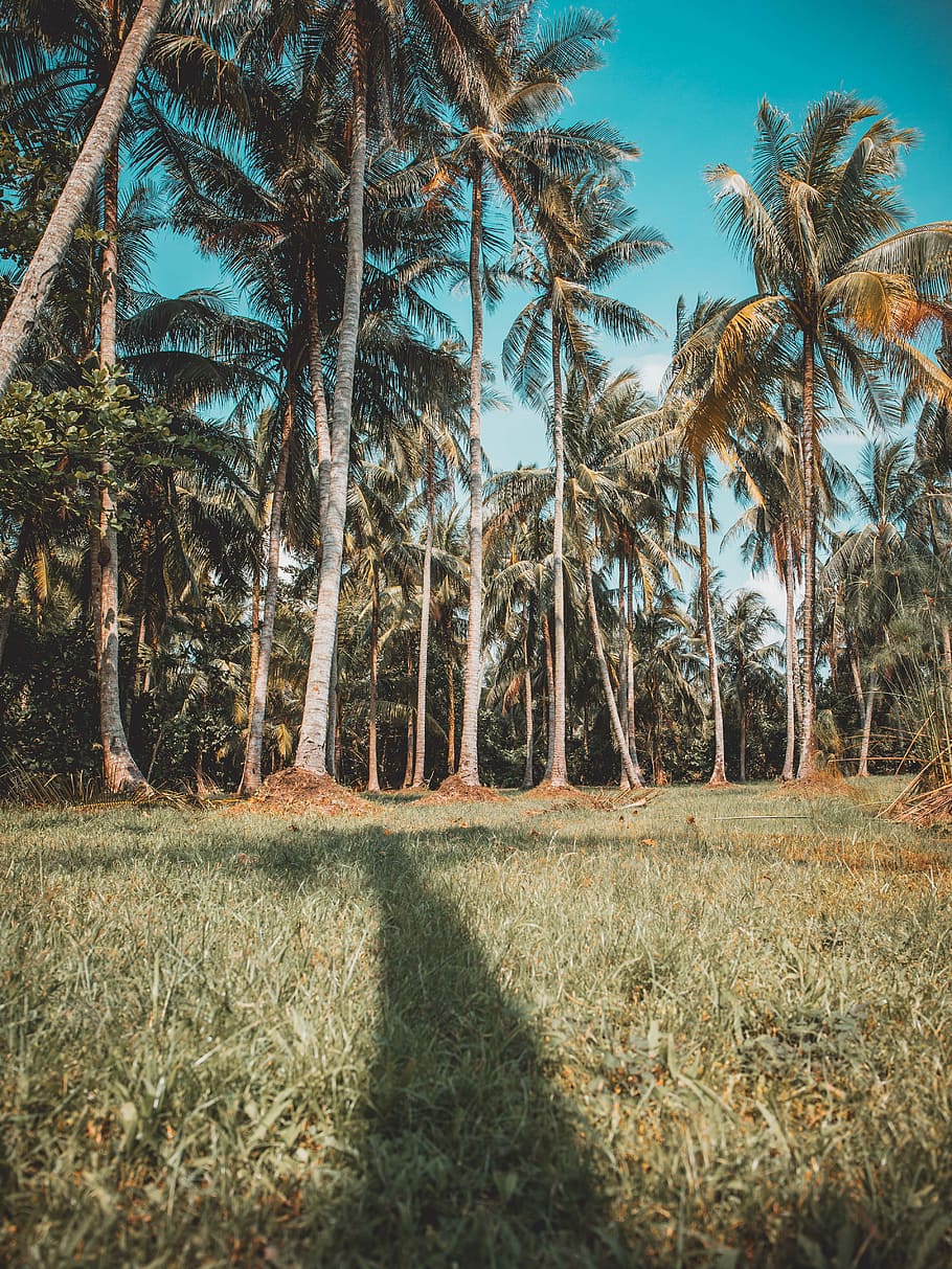 bird'seye view photography of coconut trees, bunch of coconut trees HD wallpaper