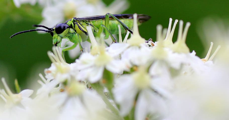Insect, Flower, Nature, macro, animal, close-up, springtime HD wallpaper