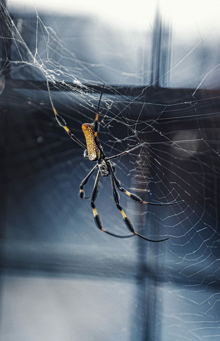 shallow focus photo of black and brown spider, brown and black sun spider on web near window HD wallpaper