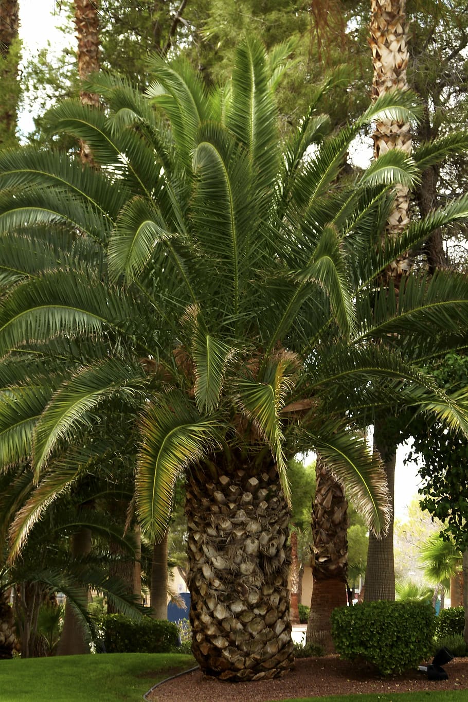 palm, leaf, palm tree, desert, nature, leaves, natural, plant HD wallpaper