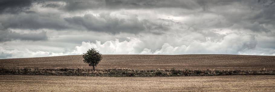 Tree, Field, Heaven, Nature, Green, plowing, shading, environment HD wallpaper
