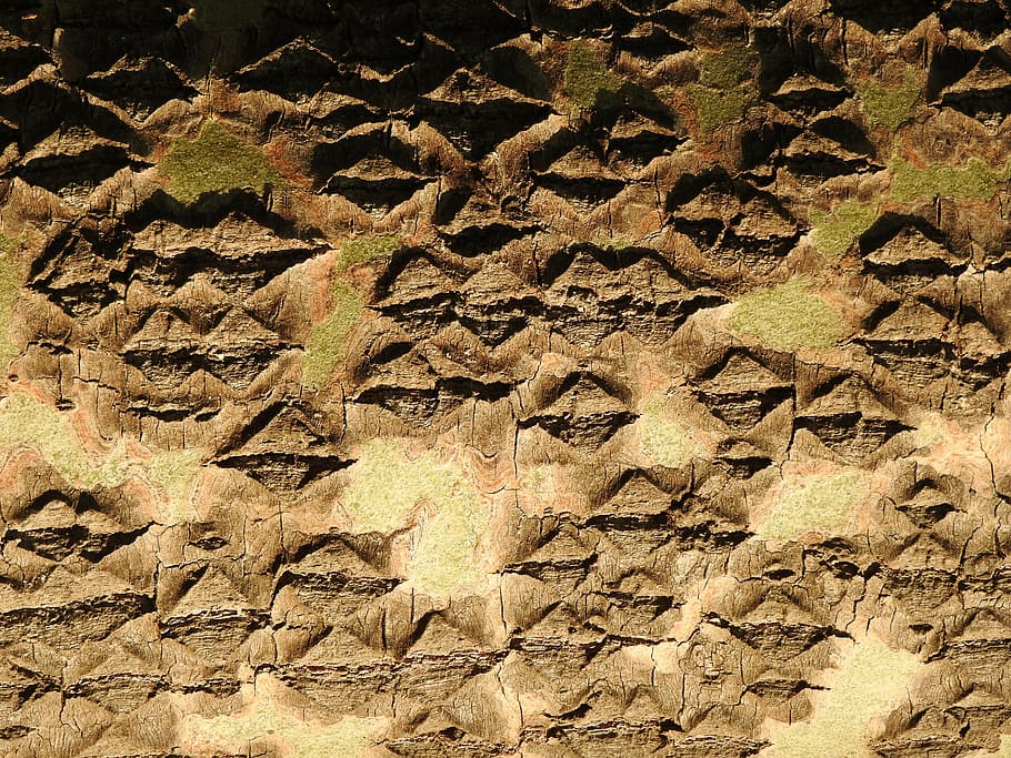tree, bark, texture, full frame, backgrounds, no people, pattern HD wallpaper
