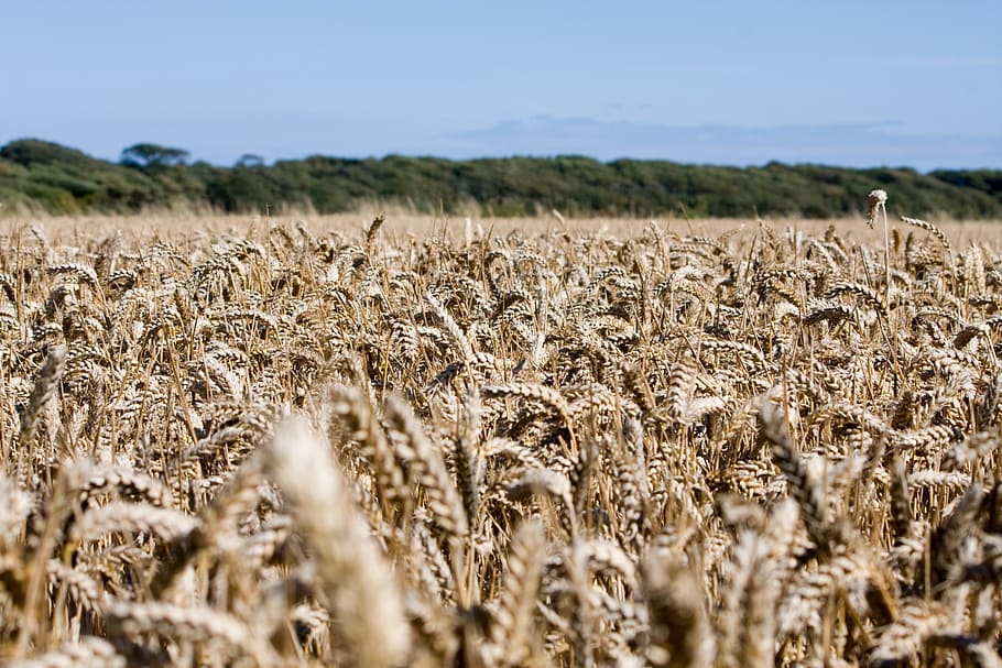 wheat, wheat field, crops, grain, farm, farm land, agriculture HD wallpaper