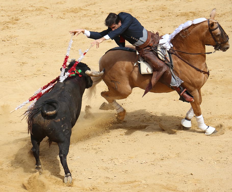 bullring, horse, torero, rejoneador, plaza de toros de valencia, HD wallpaper