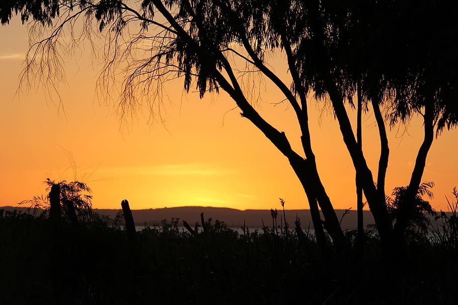 sunset, trees, branches, plant, sky, silhouette, beauty in nature HD wallpaper