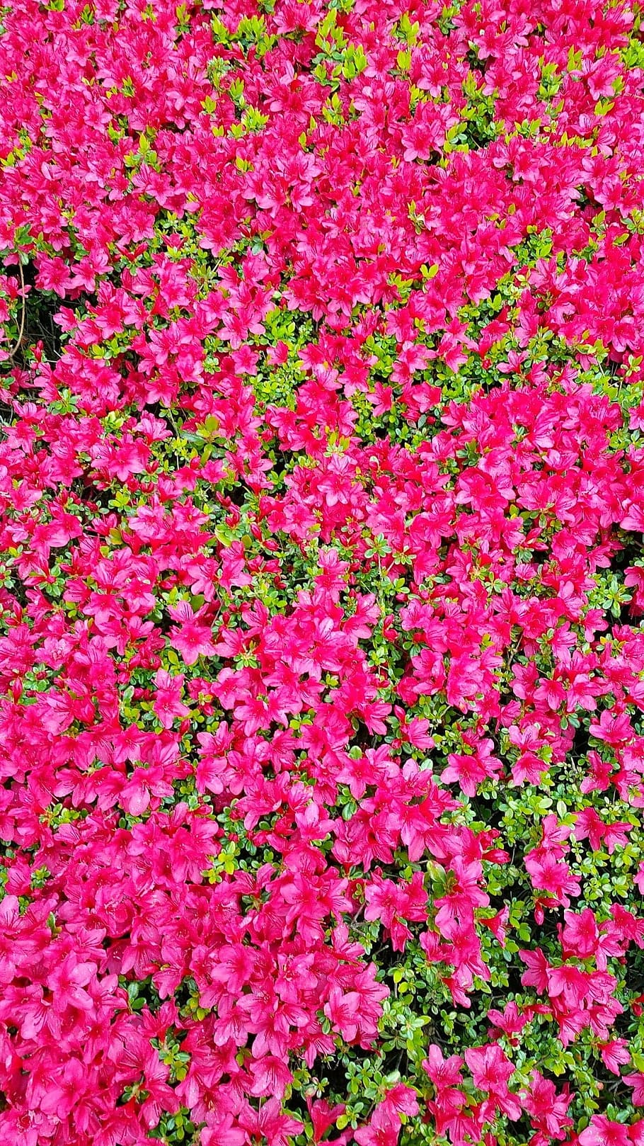 pink, flowers, background, plant, blossom, pink flowers, decorative HD wallpaper