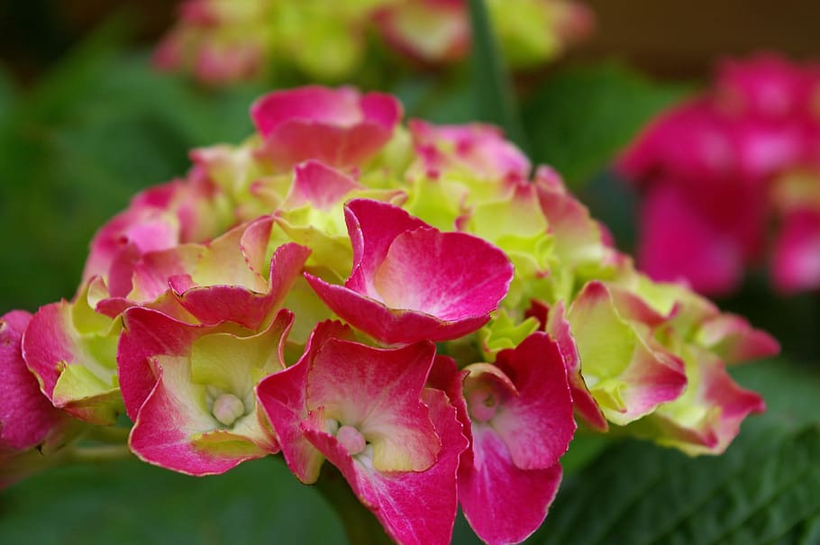 hydrangea, plant, blossom, bloom, nature, flower, garden, flora HD wallpaper