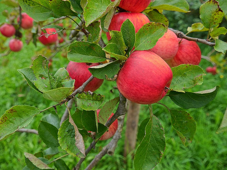 apple, apple tree, nature, red, food and drink, healthy eating HD wallpaper