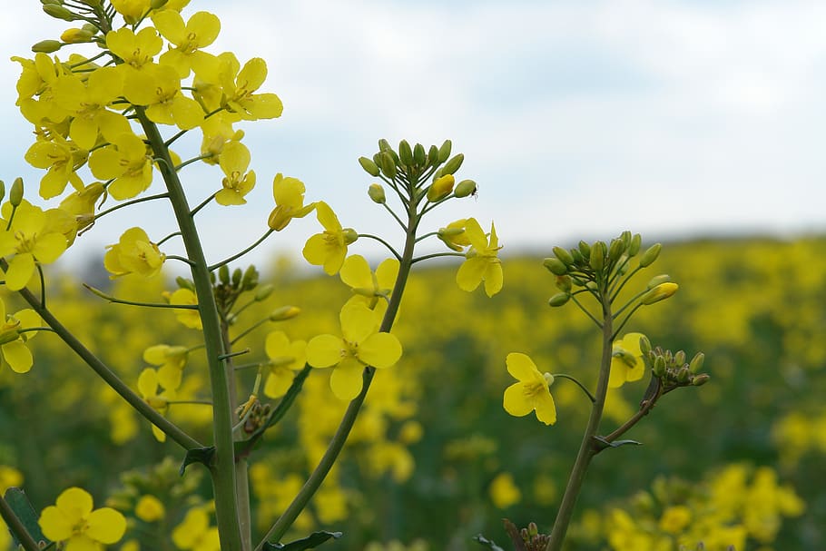 flower, yellow, spring, plant, growth, beauty in nature, focus on foreground HD wallpaper