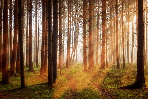 forest with light rays photo, trees, sunbeam, autumn, off road HD wallpaper