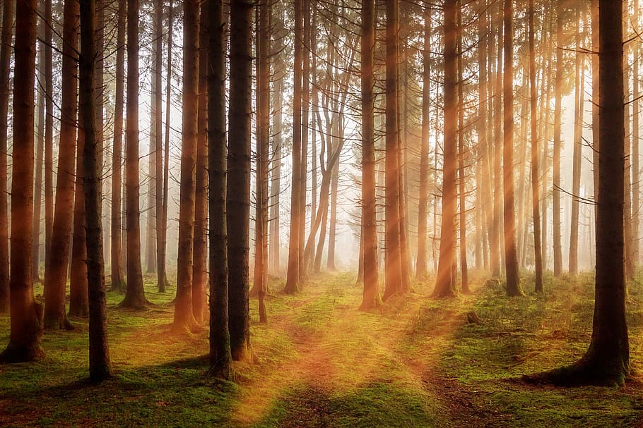 forest with light rays photo, trees, sunbeam, autumn, off road HD wallpaper