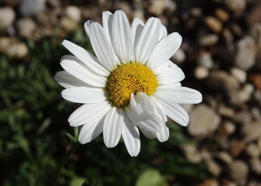 selective focus photography of white daisy flower, mutant, mutated HD wallpaper