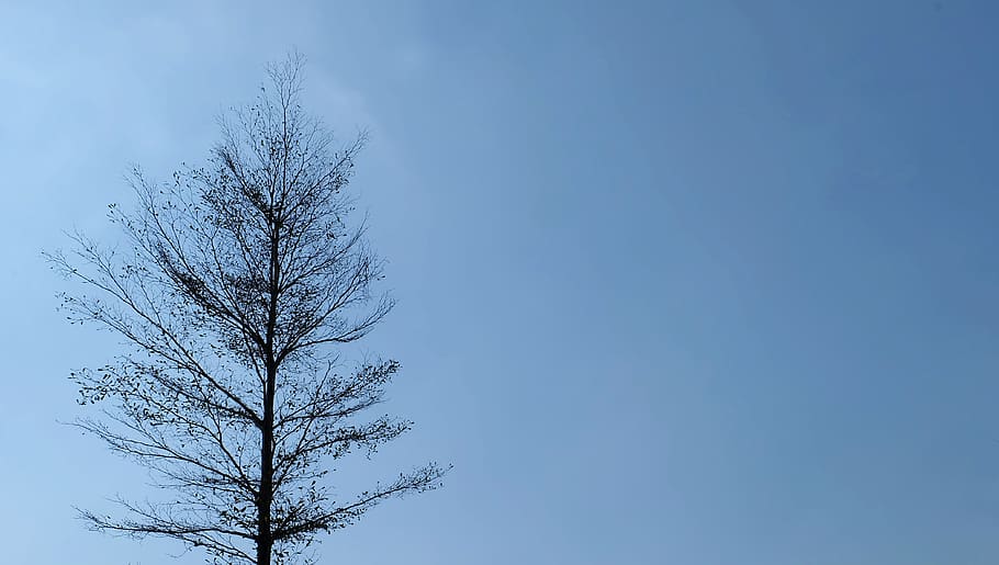 winter, tree, a dry tree, sky, bare tree, plant, low angle view HD wallpaper