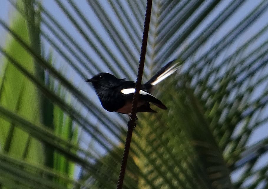 oriental magpie-robin, copsychus saularis, male, passerine