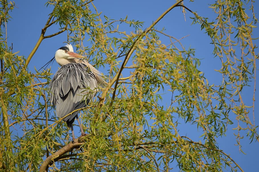 Heron, Bird, Fly, Wings, Feather, wildlife, beak, dom, outdoor HD wallpaper