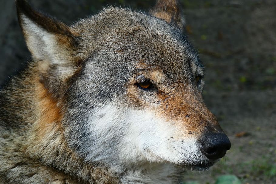 nature, mammals, animals, wild, wolf, one animal, animal themes HD wallpaper