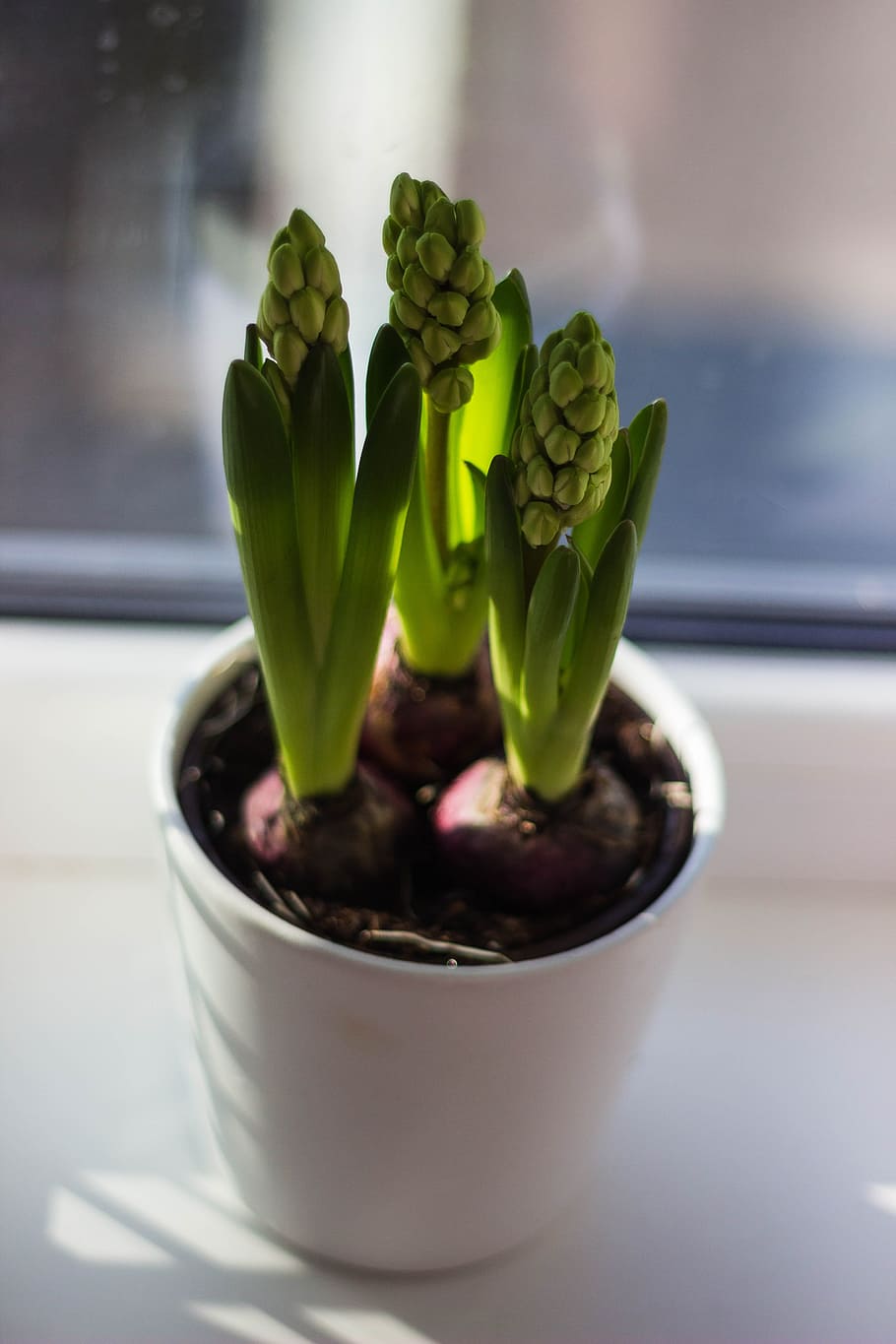 flowers, garden, pot, blur, blooming, bright, buds, close-up HD wallpaper