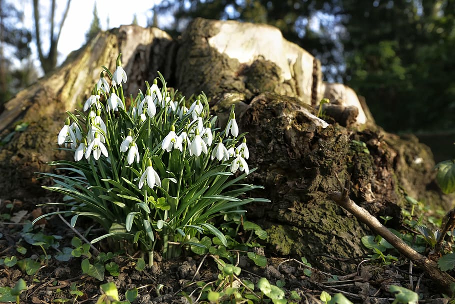 selective focus photograph of white flowers, spring, snowdrop HD wallpaper