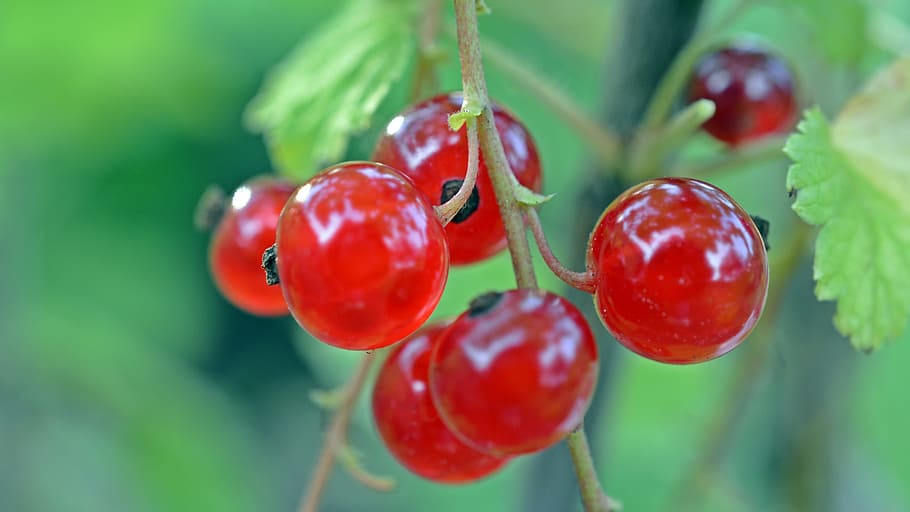 red cherries photography during daytime, focus, red cherry, currant, HD wallpaper