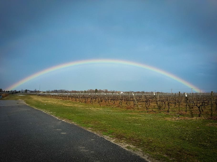 Rainbow, Vineyard, Field, Wine, summer, grape, agriculture HD wallpaper