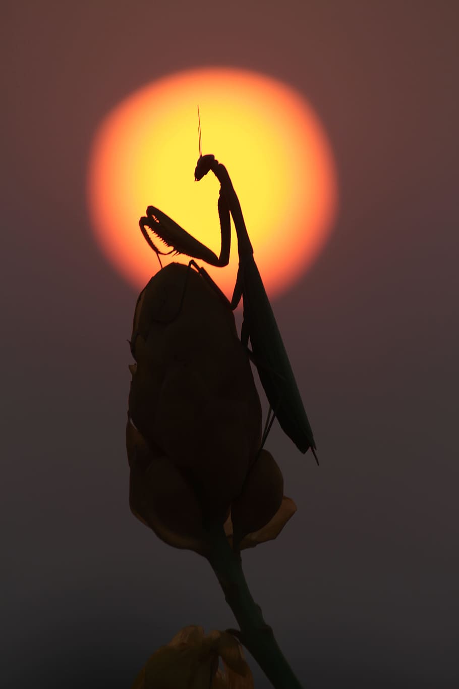 mantis, prayingmantis, sunset, silhouette, sky, orange color HD wallpaper