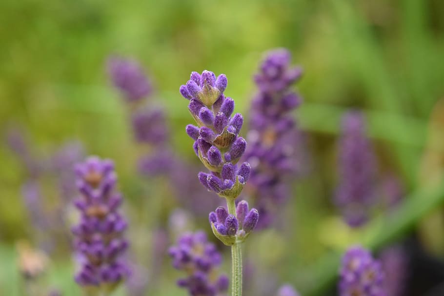 lavender, close, background, violet, green, purple, garden HD wallpaper