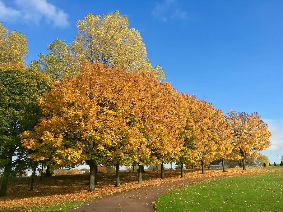 Autumn, Tree, Glasgow, nature, scenics, agriculture, rural scene HD wallpaper
