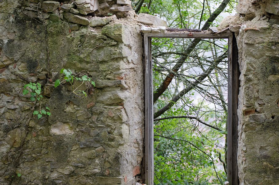 architecture, ruins, stone wall, plant, tree, growth, day, abandoned HD wallpaper