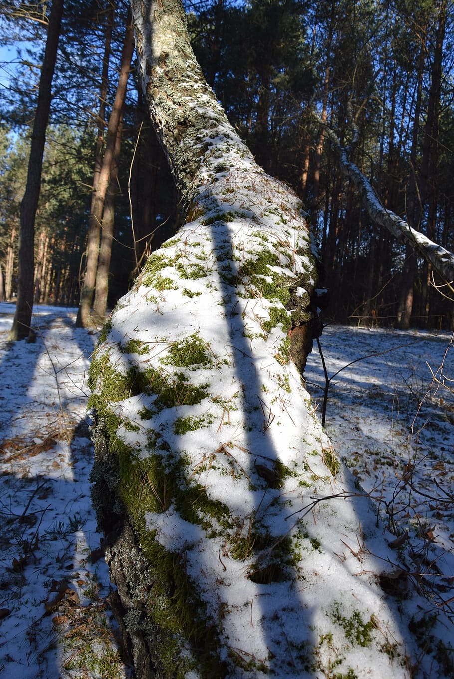 tree, tree bough, moss, plant, snow, trunk, tree trunk, cold temperature HD wallpaper