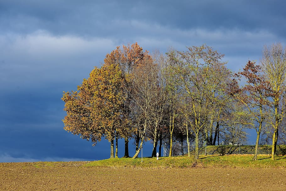 green leafed trees under cloudy sky, landscape, sunlight, nature HD wallpaper