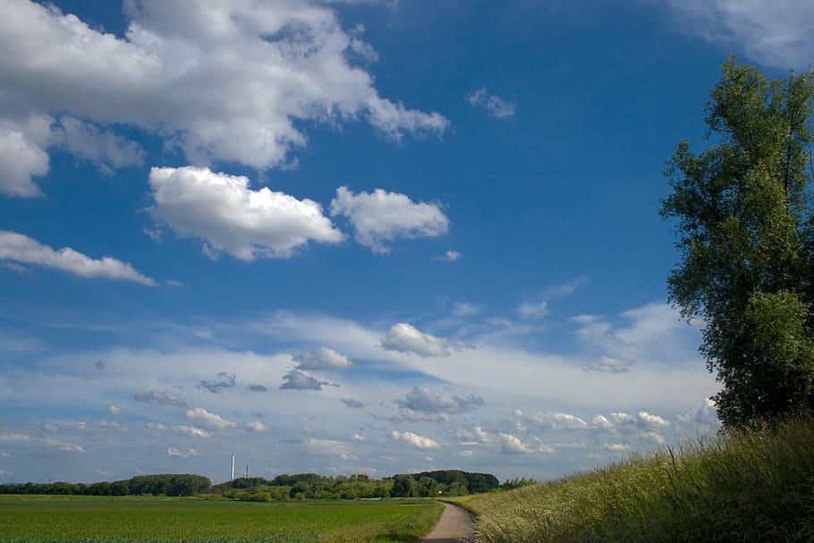 clouds, meadow, field, summer sky, cloud - sky, plant, tree HD wallpaper