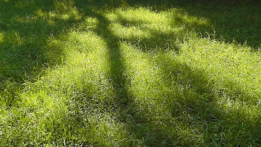 shadow, light, meadow, sun, summer, lichtspiel, grass, nature HD wallpaper