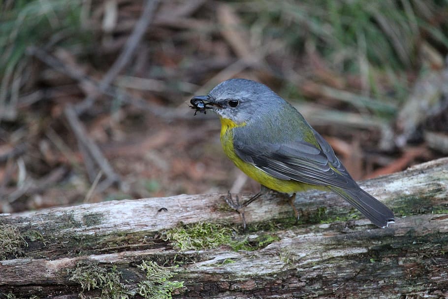 eastern, yellow, robin, bird, beetle, feeding, eating, prey HD wallpaper
