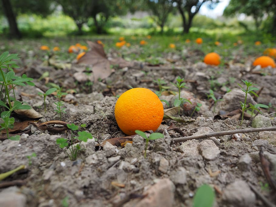 orange, fruit, ripe, windfall, citrus fruit, healthy, vitamins HD wallpaper