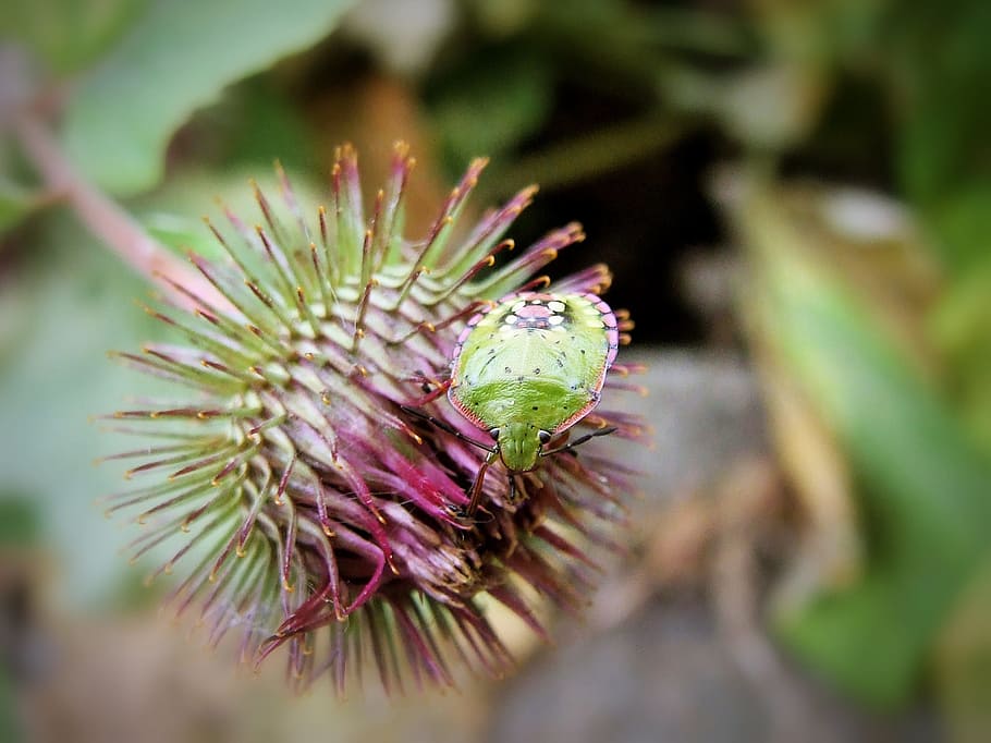 plant, sprouts, insect, leaf, foliage, spring, bug, natural HD wallpaper