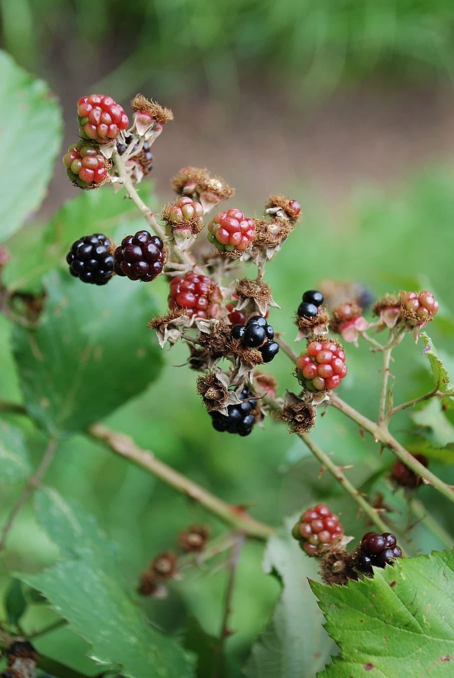 blackberries, september, berry, thorns, bush, food, food and drink, HD wallpaper