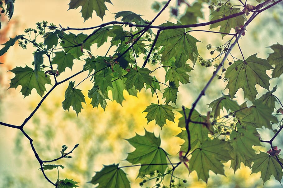 nature, trees, branches, leaves, flowers, sky, light, summer HD wallpaper