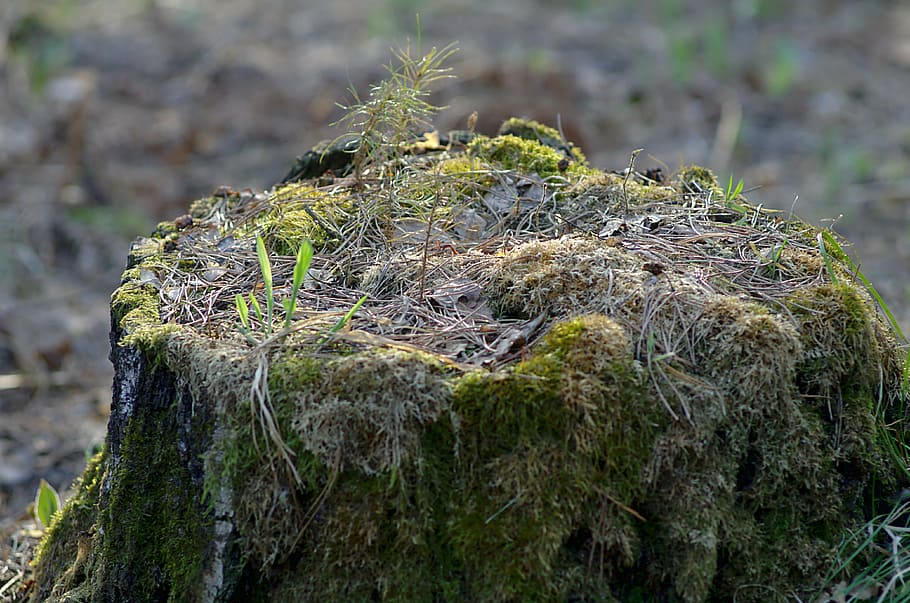 stump, spring, forest, nature, closeup, in the forest, stroll HD wallpaper