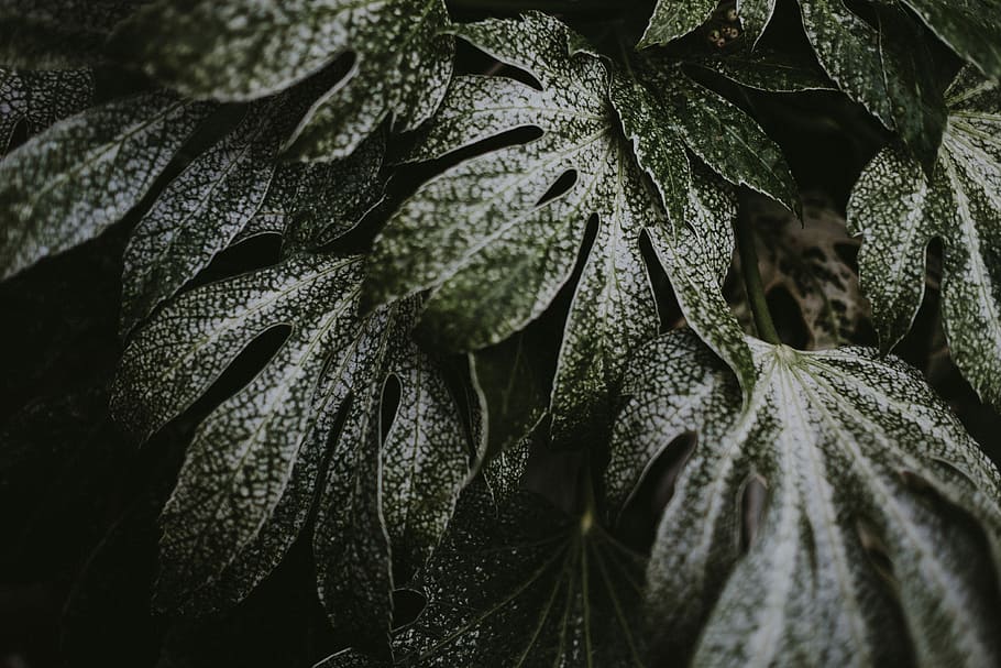 macro shot photography of green and white leaves, selective color photo of green leaf HD wallpaper