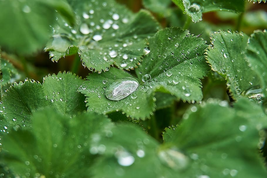 frauenmantel, drop of water, plant, drip, raindrop, ground cover, HD wallpaper