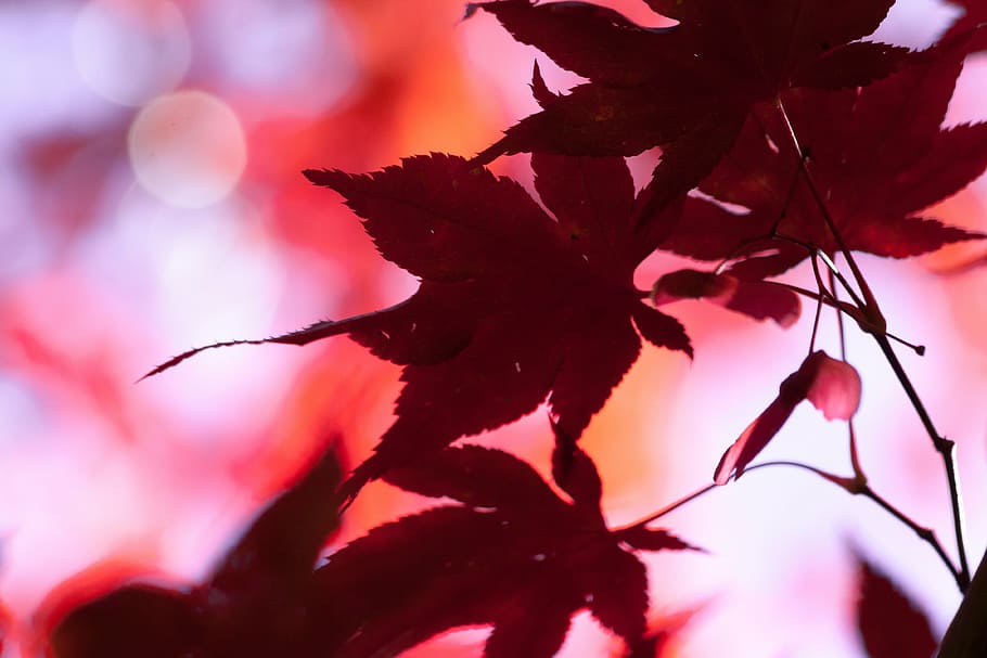 maple, autumn, leaf, red, leaves, coloring, bright, fall color HD wallpaper